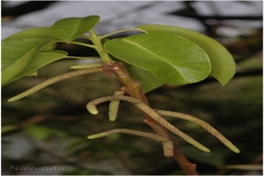 Excoecaria agallocha